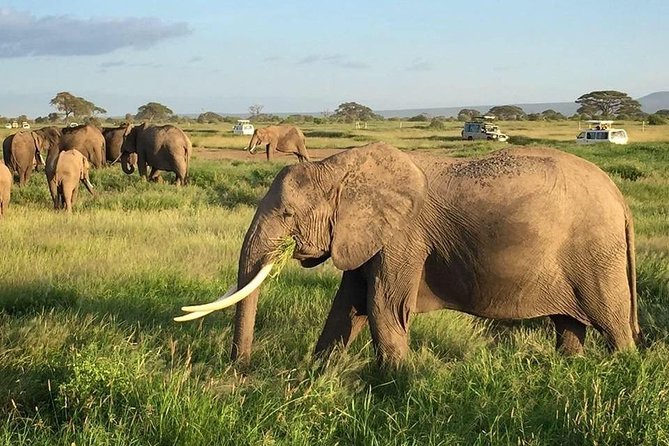 7 Days Into the Wild Wonder : Lodge Safari with Private 4x4 JEEP - Day Three: Rhinos and Birdlife at Lake Nakuru