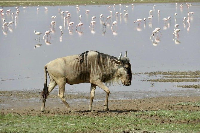 7 Days Into the Wild Wonder : Lodge Safari with Private 4x4 JEEP - Day Four: A Quieter Pause at Lake Naivasha