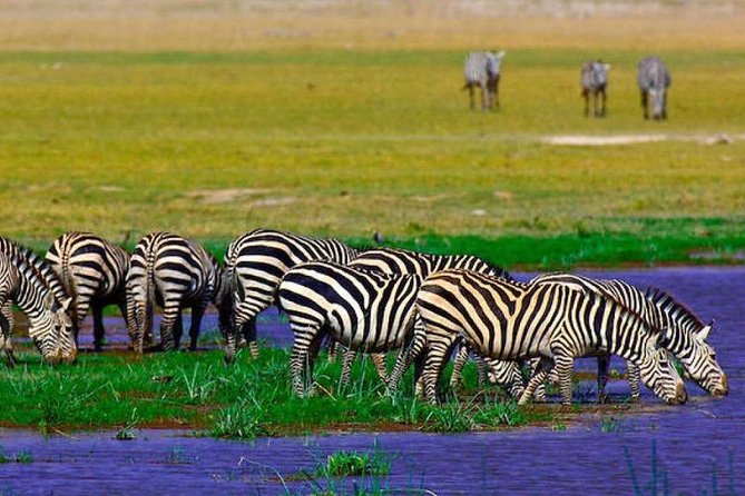 7 Days Into the Wild Wonder : Lodge Safari with Private 4x4 JEEP - Day Six: Elephants and Kilimanjaro in Amboseli
