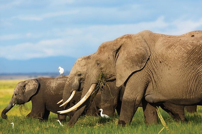 7 Days Into the Wild Wonder : Lodge Safari with Private 4x4 JEEP - Day Seven: Returning to Nairobi