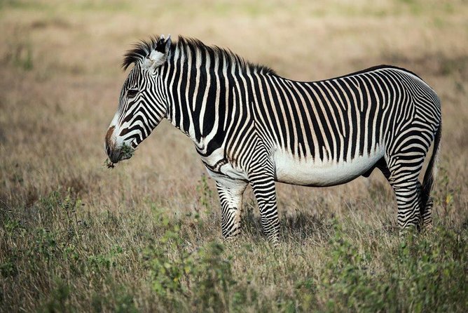 7 Days Kenya Luxury Safaris - Masai Mara NR, Amboseli NP and Lake Nakuru NP - Day 7: From the Mara to Nairobi