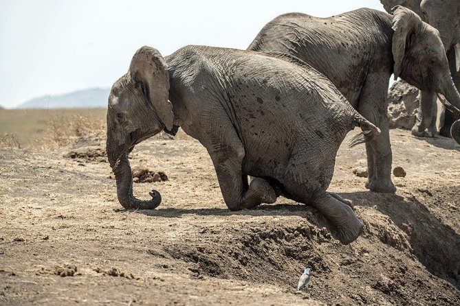 7 Days Kenya Luxury Safaris - Masai Mara NR, Amboseli NP and Lake Nakuru NP - Guides, vehicles, and the private format