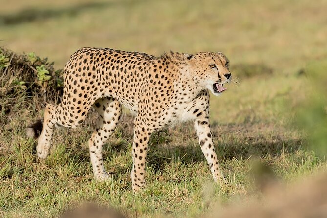 7-Days Kenya Safari Samburu, Aberdare, Lake Nakuru, & Maasai Mara - Why this route works for a first Kenya safari