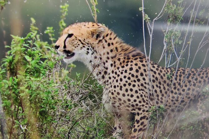 7 Days Kenyan Safaris - Key points before you book