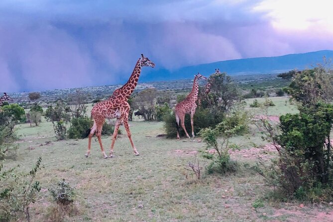 7 Days Kenyan Safaris - What this seven-day route is really offering
