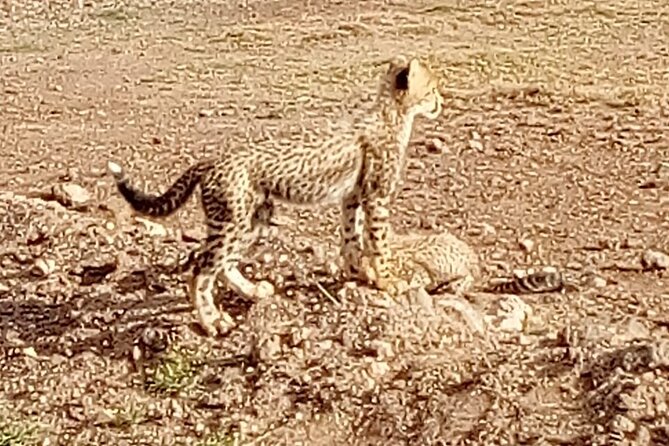 7 Days Kenyan Safaris - Who will get the most from this safari?