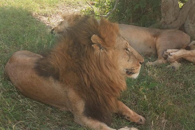 7 Days maasai mara - lake nakuru - lake naivasha- amboseli safari. - What $1,400 covers on this Kenya safari