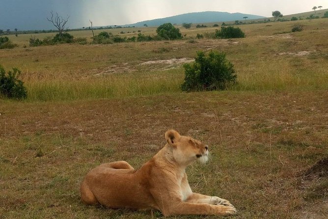 7 Days maasai mara - lake nakuru - lake naivasha- amboseli safari. - Day four: Lake Nakuru’s flamingos and white rhino