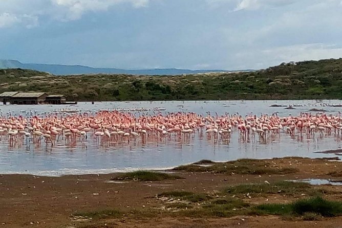 7 Days maasai mara - lake nakuru - lake naivasha- amboseli safari. - Day seven: One last drive and return to Nairobi