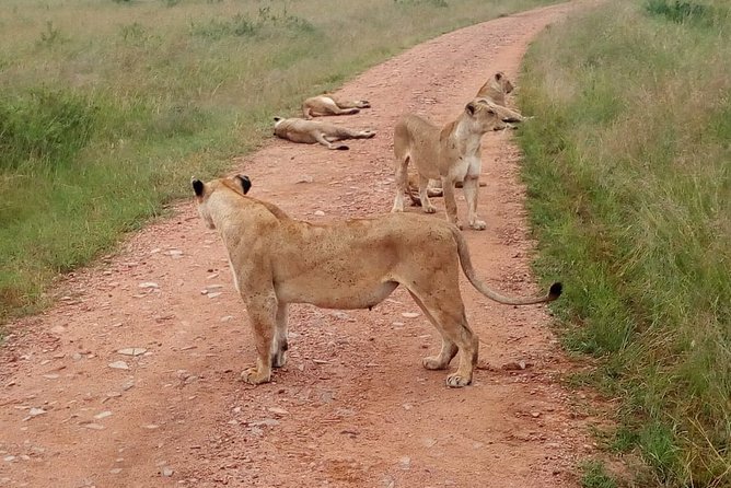 7 Days Maasai Mara, Lakes Nakuru, Naivasha & Amboseli Group Tour - Day 5: Walking at Hell’s Gate, then on to Amboseli