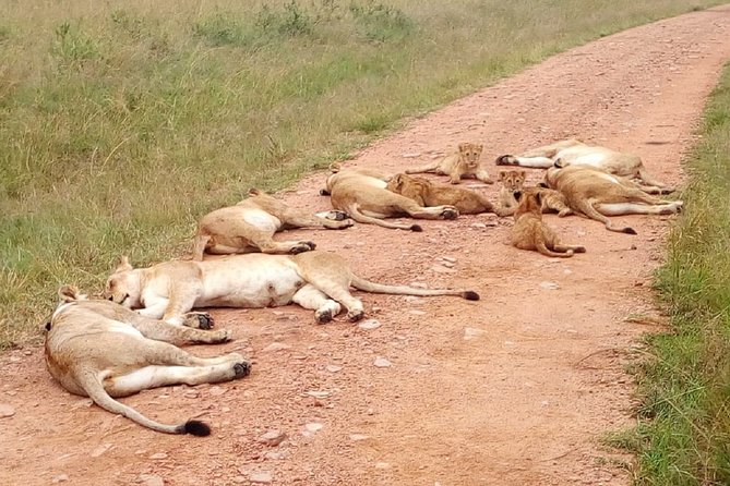 7 Days Maasai Mara, Lakes Nakuru, Naivasha & Amboseli Group Tour - Day 1: From Nairobi to the Maasai Mara