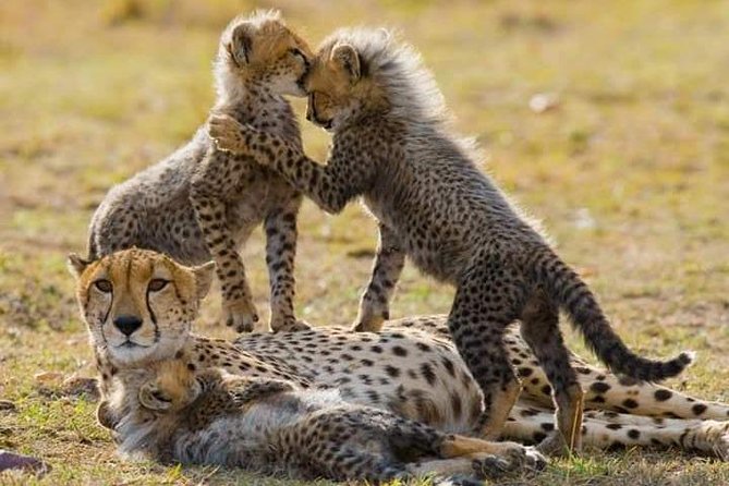 7 Days Maasai Mara National park , Amboseli parks and Nakuru safaris - The shape of this seven-day Kenya safari