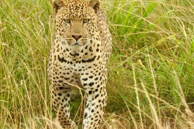 7 Days Maasai Mara National park , Amboseli parks and Nakuru safaris - Day two: a closer look at Amboseli’s plains