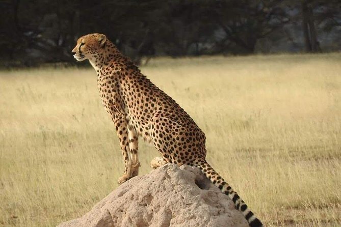 7 Days Maasai Mara National park , Amboseli parks and Nakuru safaris - Day six: another Mara drive, a village visit, or a balloon ride