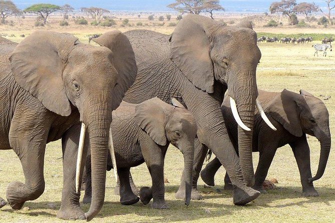 7 Days Mara/L.Naivasha/L.Nakuru/Amboseli - Day 5: Lake Nakuru birds, flamingoes, and a long transfer