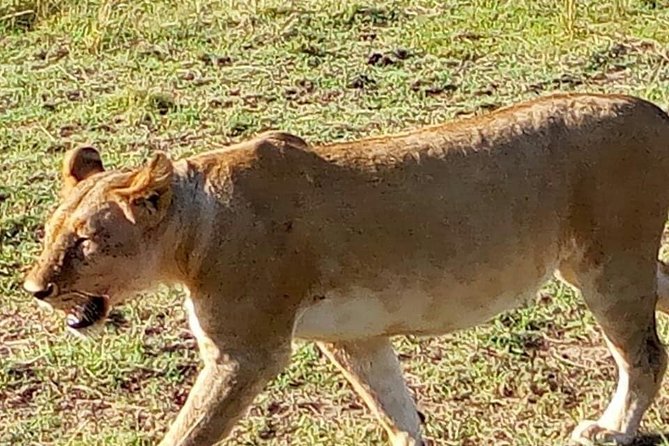 7 Days Mara/L.Naivasha/L.Nakuru/Amboseli - Day 6: Elephants and open views in Amboseli