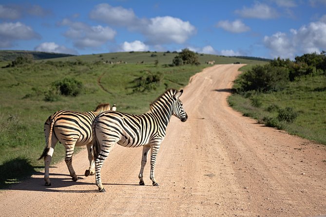 7 Days Mara/L.Naivasha/L.Nakuru/Amboseli - Day 2: A full Maasai Mara safari day