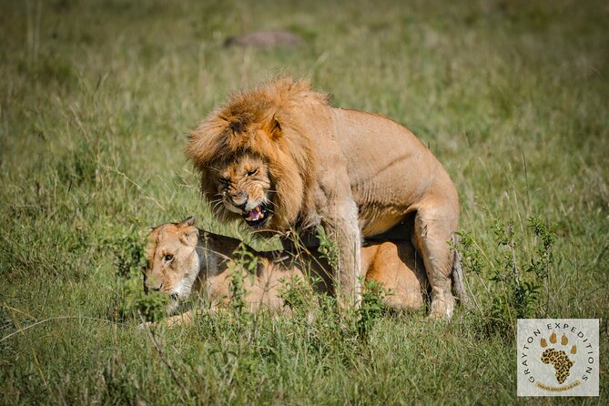 7 Days Masai Mara-Lk. Nakuru-Lk. Naivasha-Amboseli group Safari - Day 7: Final game drive and return to Nairobi