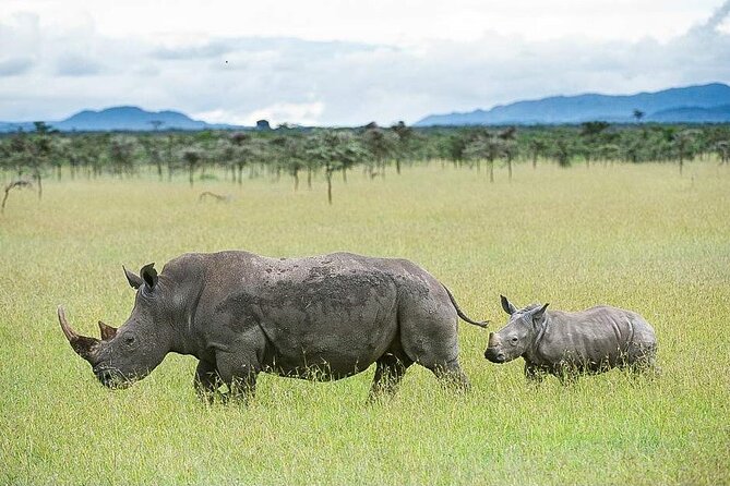 7 Days of Elephants, Rhinos & Big Five: The Best of Kenya Safari - Key points to know before booking