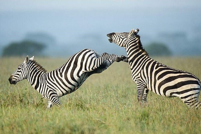 7 Days of Elephants, Rhinos & Big Five: The Best of Kenya Safari - Day 3: Rhinos, giraffes, and flamingos at Lake Nakuru