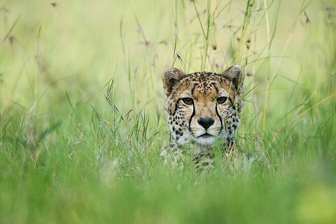 7 Days of Elephants, Rhinos & Big Five: The Best of Kenya Safari - Day 7: Return to Nairobi and optional city stops