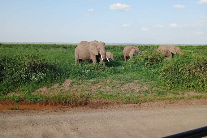 7 Days of Kenyan Wonders: A Mid-Range Safari Adventure - Four Parks and Lakes in Seven Days