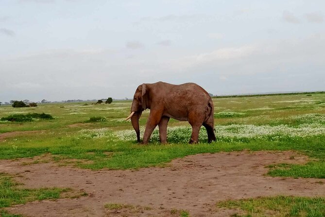 7 Days of Kenyan Wonders: A Mid-Range Safari Adventure - Day 1: From Nairobi to Elephant Country