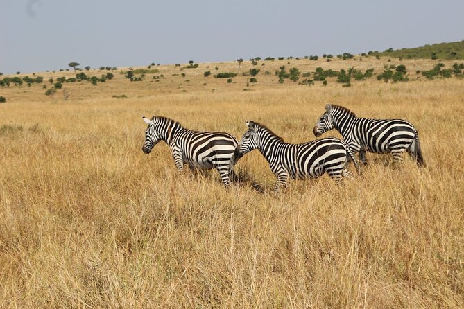 7 Days of Kenyan Wonders: A Mid-Range Safari Adventure - Day 3: Lake Naivasha by Boat