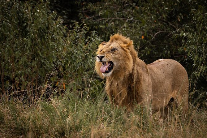 7 Days of Kenyan Wonders: A Mid-Range Safari Adventure - Day 5: Leaving Nakuru for the Masai Mara