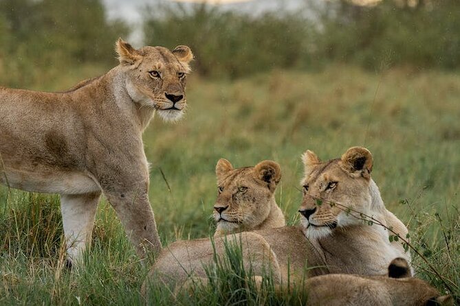 7 Days of Kenyan Wonders: A Mid-Range Safari Adventure - What the $3,000 Price Really Covers