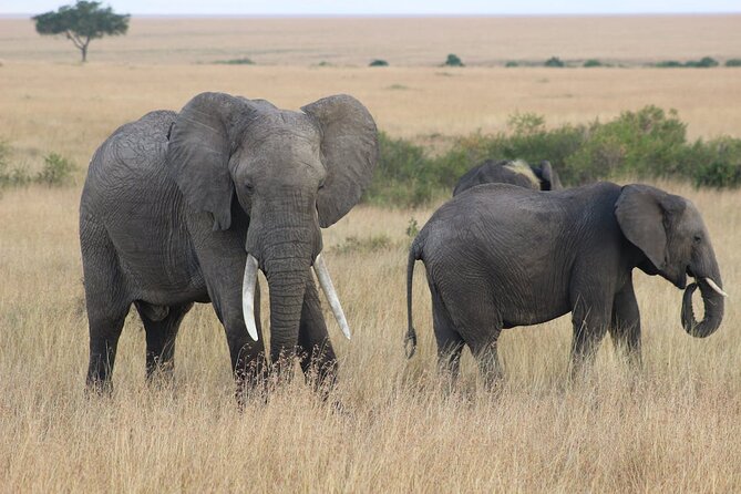 7 Days of Kenyan Wonders: A Mid-Range Safari Adventure - Day 2: Sunrise, Swamps, and Maasai Culture