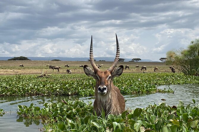7 Days Private safari to 4 Star lodges using a Jeep - Day 3: Leaving the Mara for Nakuru