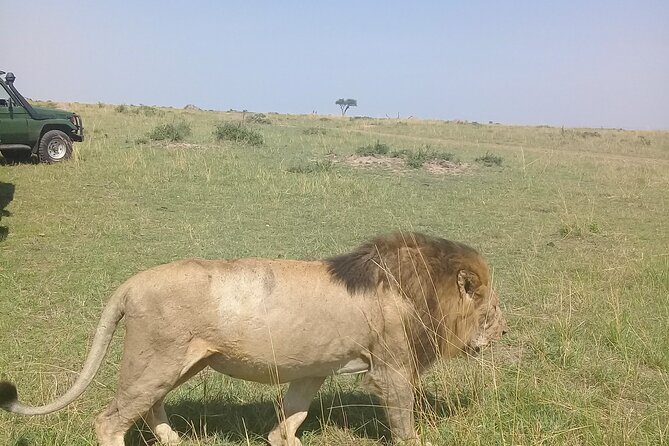 7 Days Private safari to 4 Star lodges using a Jeep - Day 2: A full Maasai Mara search for the Big Five