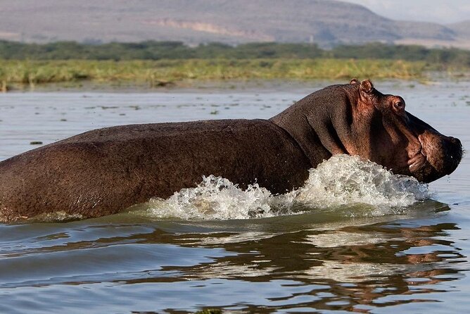 7 Days Safari to Maasai Mara, Nakuru, Naivasha and Amboseli - Day 4: White rhinos, Hell’s Gate, and Lake Naivasha