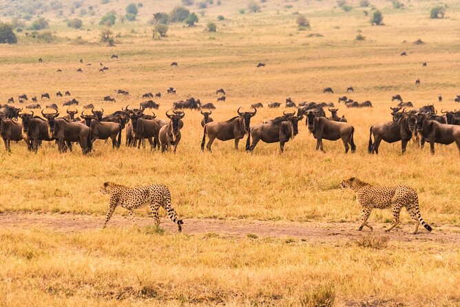 7 Days Safari to Maasai Mara, Nakuru, Naivasha and Amboseli - Day 6: The best chance for a Kilimanjaro morning