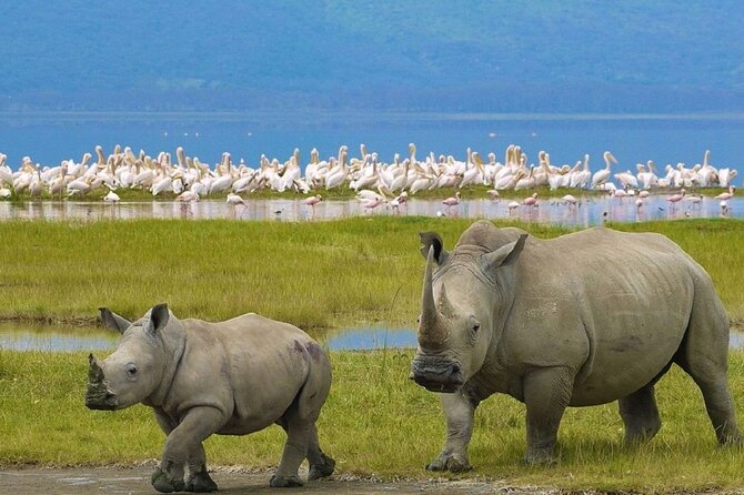 7 Days Safari to Maasai Mara, Nakuru, Naivasha and Amboseli - Day 7: A final drive and return to Nairobi