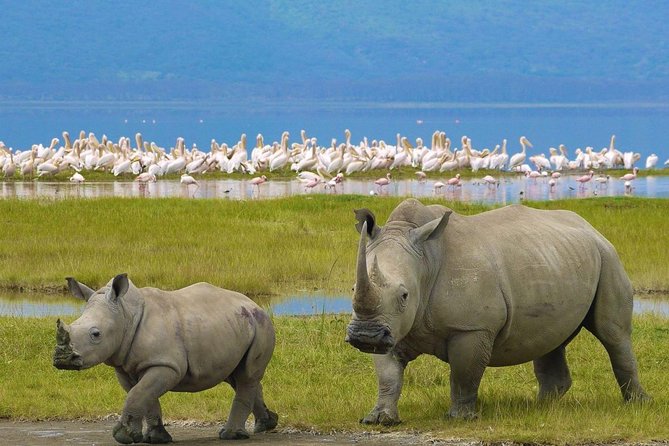 7 days safari to Masai Mara Nakuru ,Naivasha and Amboseli parks - Day 4: Nakuru wildlife, Naivasha’s hippos, and a schedule to clarify