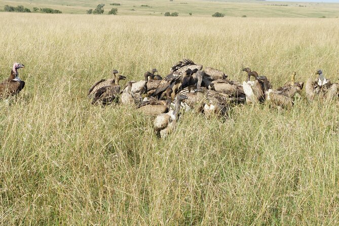 7 days Sopa lodges full private package - Lake Naivasha by boat, with birds and fish eagles