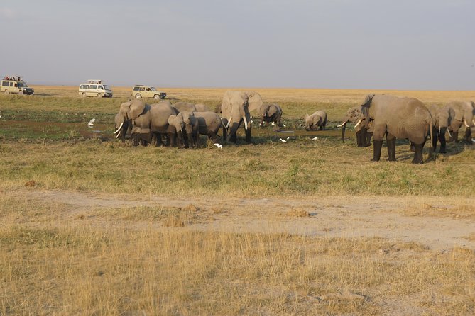7 days Sopa lodges full private package - Day 2: A full Amboseli game drive by picnic lunch