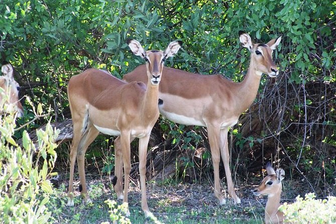 7 Days Tsavo East, Taita, Amboseli & SanctuarySafari from Mombasa - Day 1: Ngutuni begins with an early game drive