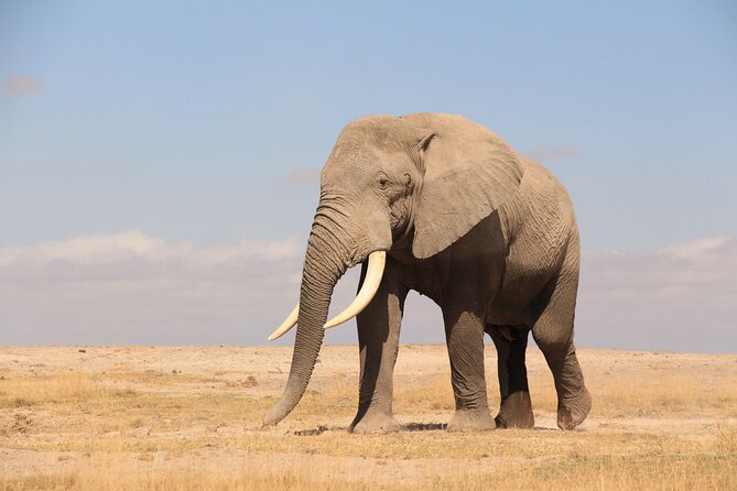 8-Day Amazing Kenya Holiday Safari - Day 6: From Samburu to Ol Pejeta