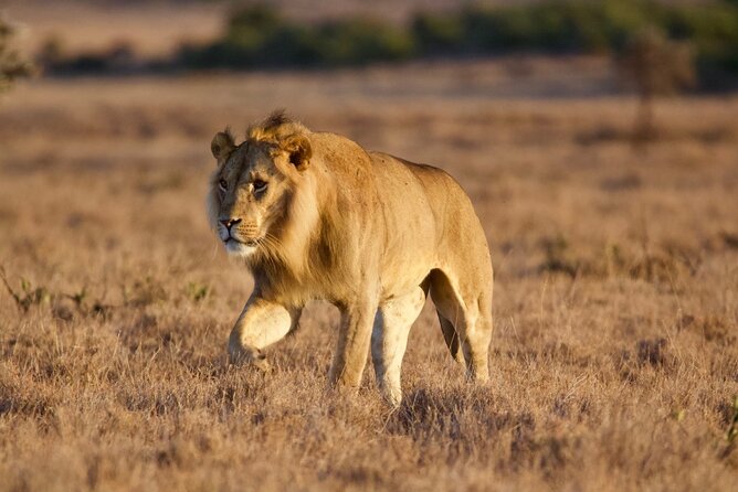 8-Day Amazing Kenya Holiday Safari - Day 7: Two game drives at Ol Pejeta