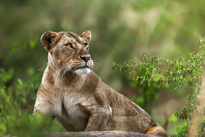 8 Day Bush and Beach Private Holiday Safari - Guides, coordination, and the private format