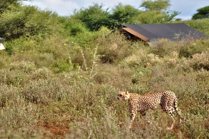 8-Day Kenya Group Joining Safari - Crescent Island and Lake Naivasha