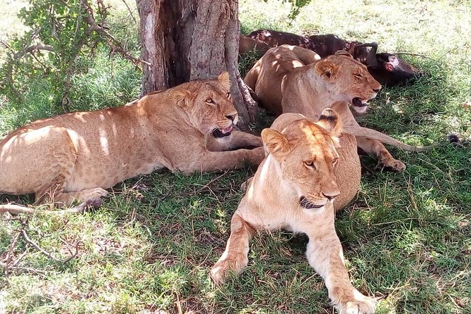 8 Day Safari: Best of Kenya & Tanzania - Day 1: Lake Nakuru and the view from Top Cliff Lodge