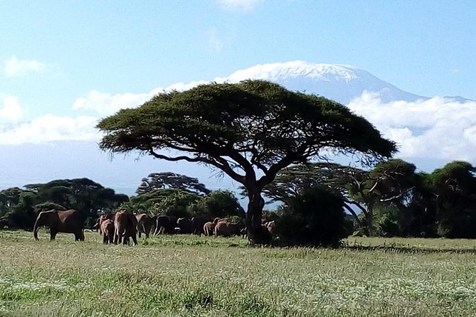 8 Day Safari: Best of Kenya & Tanzania - Day 4: Crossing from Kenya into Tanzania