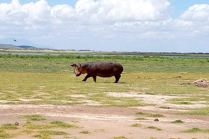 8 Day Safari: Best of Kenya & Tanzania - Day 6: Into Ngorongoro Crater