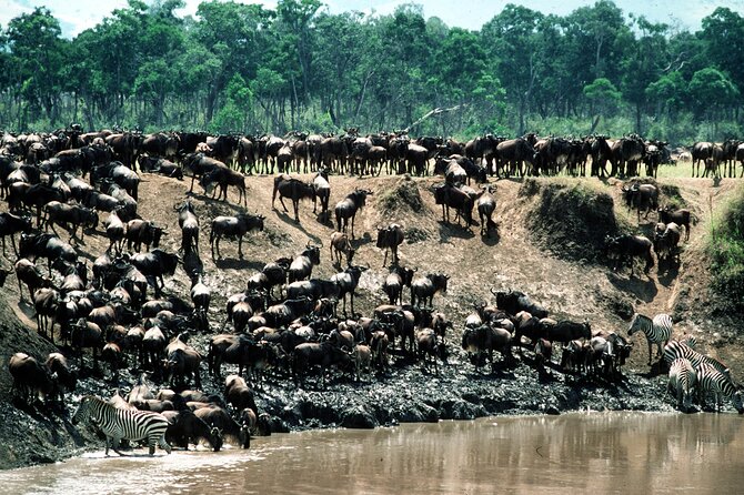 8 Days / 7 Nights 2021 / 2022 Wildebeest Migration Safari - Maasai Mara Reserve - From Nairobi’s highlands to a proper safari start
