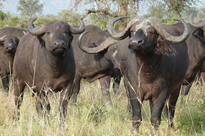 8 Days / 7 Nights 2021 / 2022 Wildebeest Migration Safari - Maasai Mara Reserve - Two full days among lions, zebras, and wildebeests