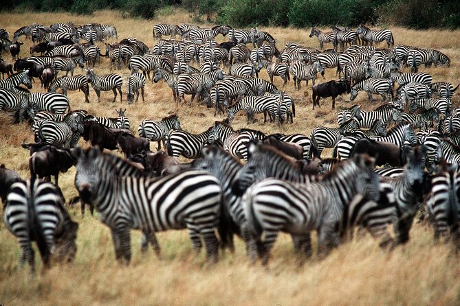 8 Days / 7 Nights 2021 / 2022 Wildebeest Migration Safari - Maasai Mara Reserve - What the private format means on safari